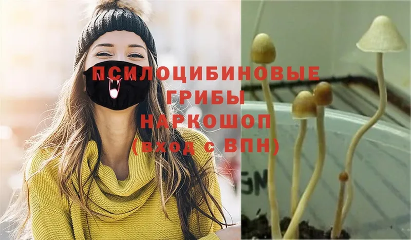 Галлюциногенные грибы Psilocybine cubensis  Орлов 